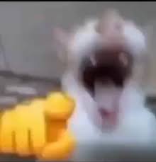Cat Pointing at the viewer, laughing